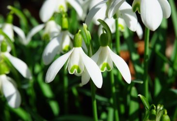 Snowdrops