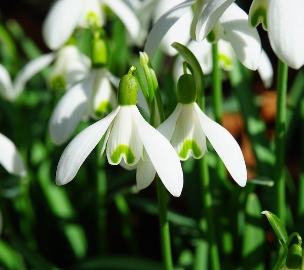 Snowdrops