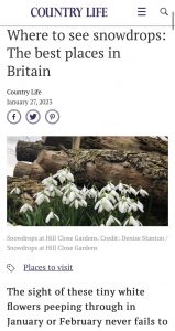 Snowdrops